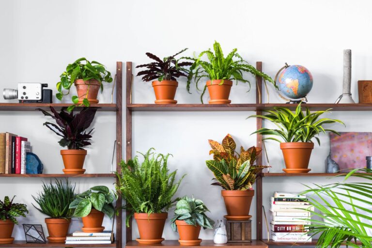 Buy plants Online – Plants are organisms