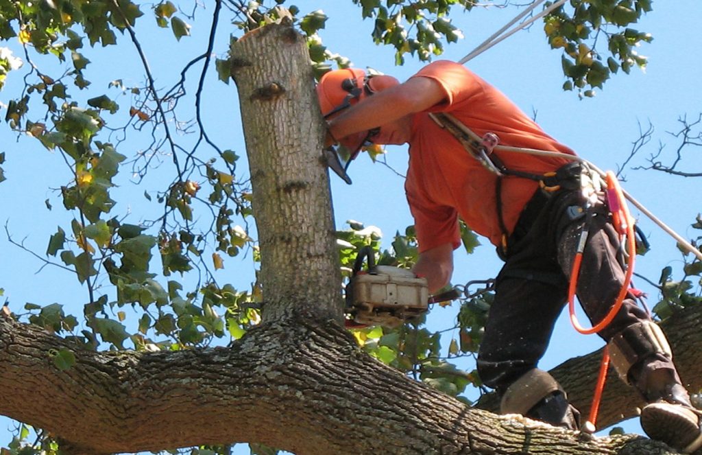 Tree Removal Services: What is it and why is it so Important?