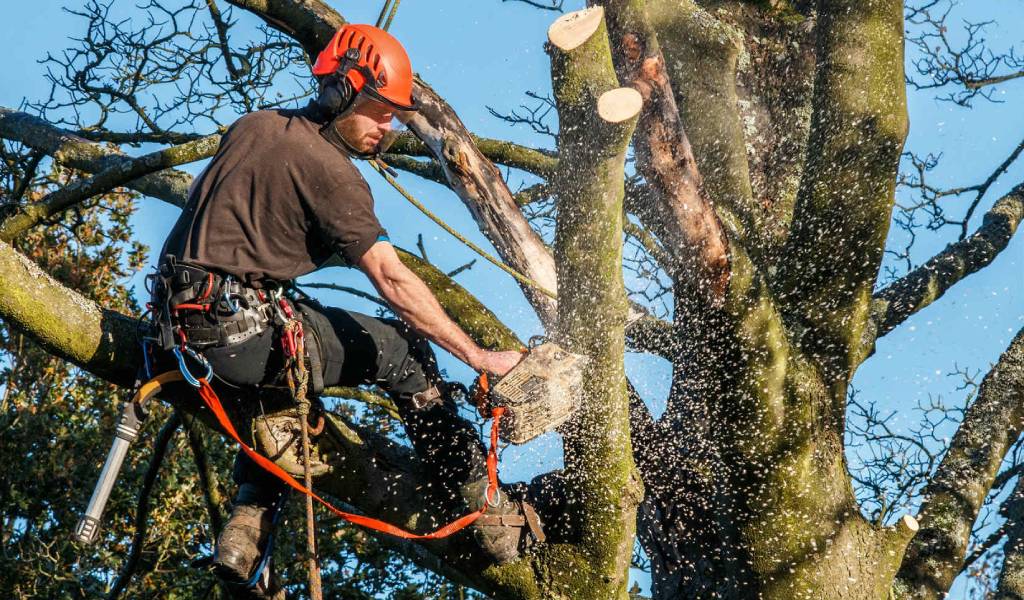 Signs That You Need Emergency Tree Service