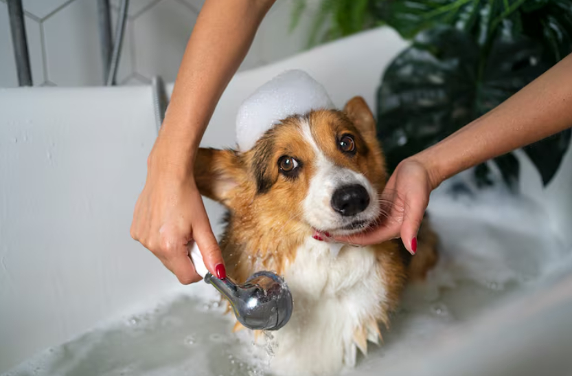 Signs Your Dog Is Overdue for Grooming